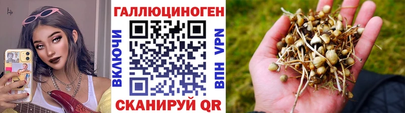 кракен ссылки Медвежьегорск Псилоцибиновые грибы мицелий площадка какой сайт купить наркотики цена
